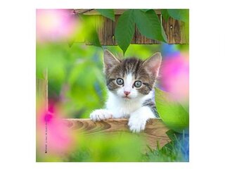 Produits entretien MICROFIBRE Bébés Chatons