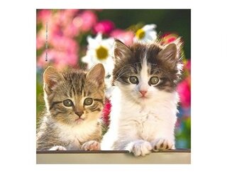 Produits entretien MICROFIBRE Bébés Chatons