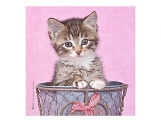 Produits entretien MICROFIBRE Bébés Chatons