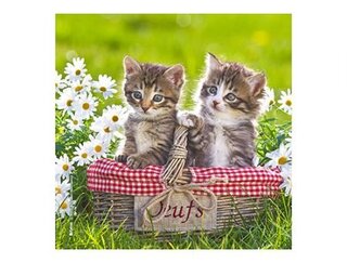 Produits entretien MICROFIBRE Bébés Chatons