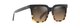 BLACK TORTOISE